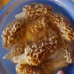 Oklahoma morels