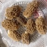 Oklahoma morels