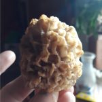 Oklahoma morel