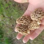 Oklahoma morels