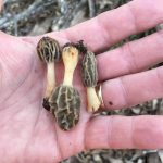 South Carolina Morels