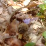 Tennessee morels