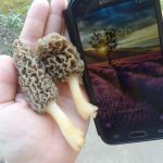 Tennessee morels