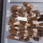 TN morels