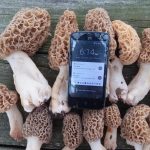 TN morels