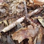 Tennessee morels