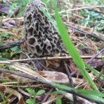 Rogersville, Tennessee morels