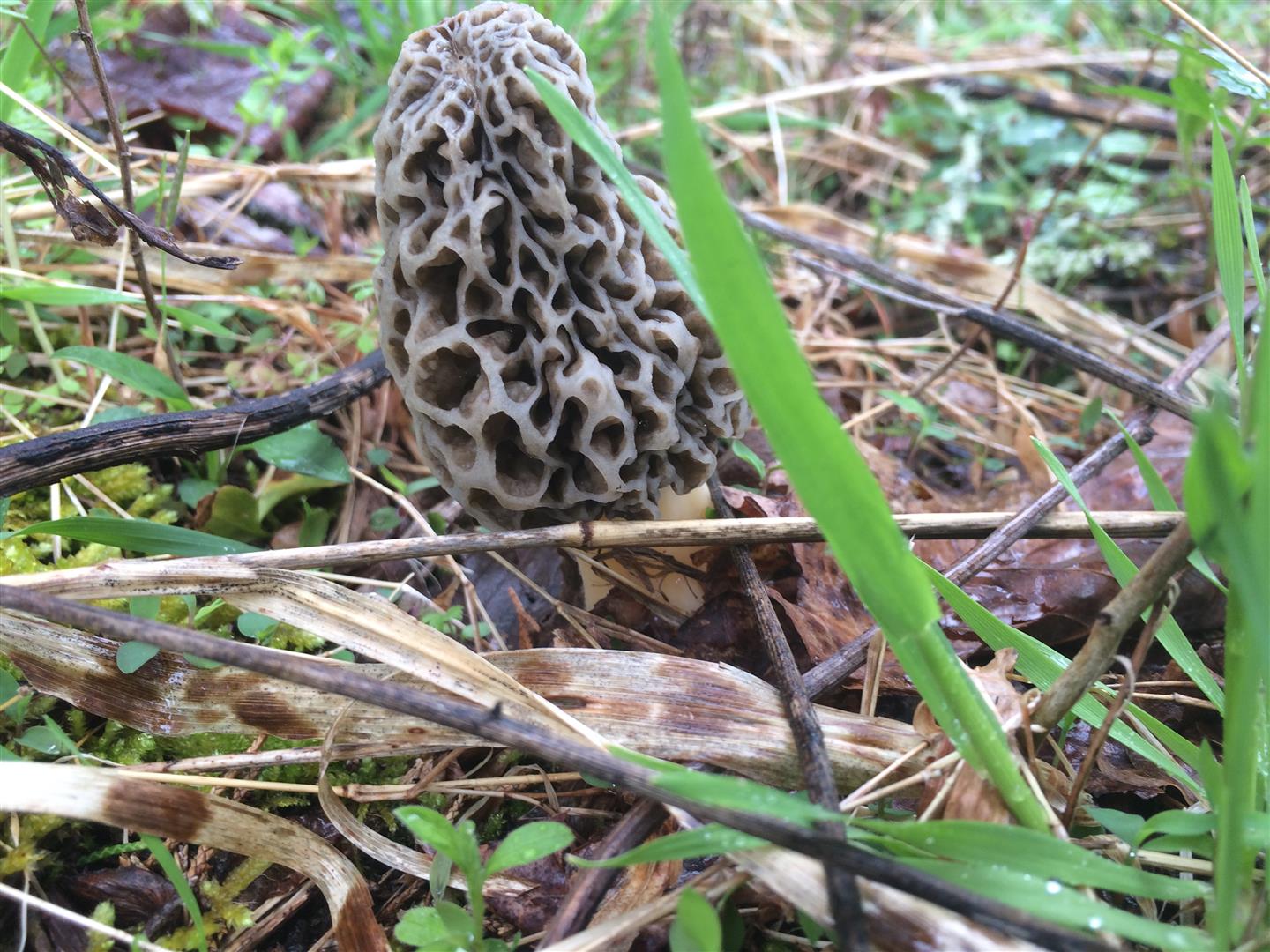 Morel Mushroom Iron-On Patch Free Shipping 2 Pack