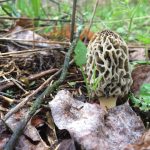 Tennessee morel