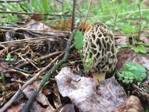 Tennessee morel