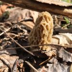 Tennessee morel