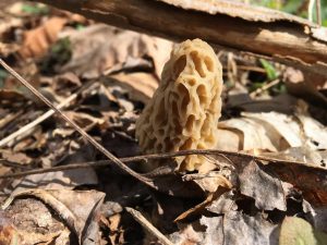 Tennessee morel
