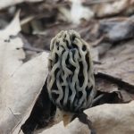 grey morel