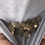 Virginia morels