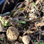 Washington morels