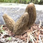 Washington morels