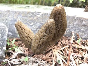 Washington morels