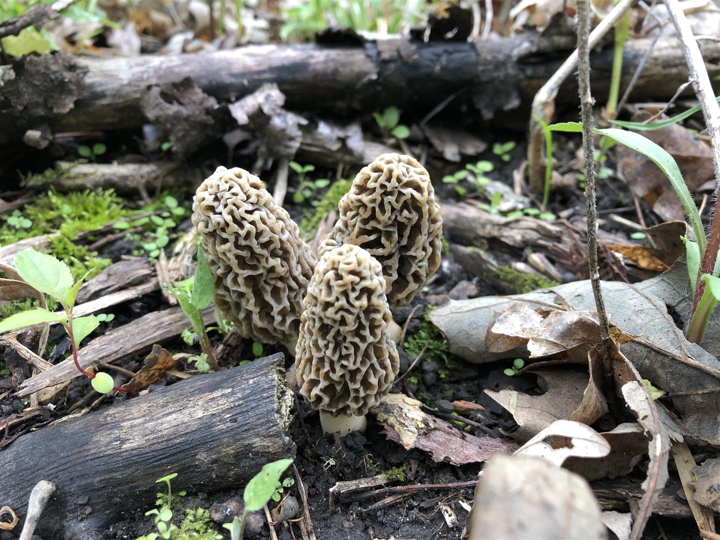 Click to view 2019 Sightings Photo Gallery