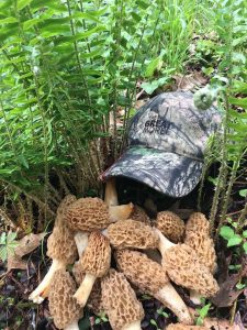 PA Morels with Hat