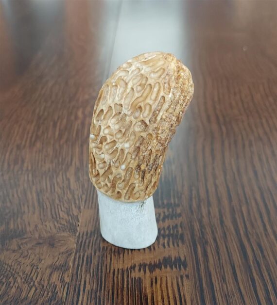 Hand Carved Morels