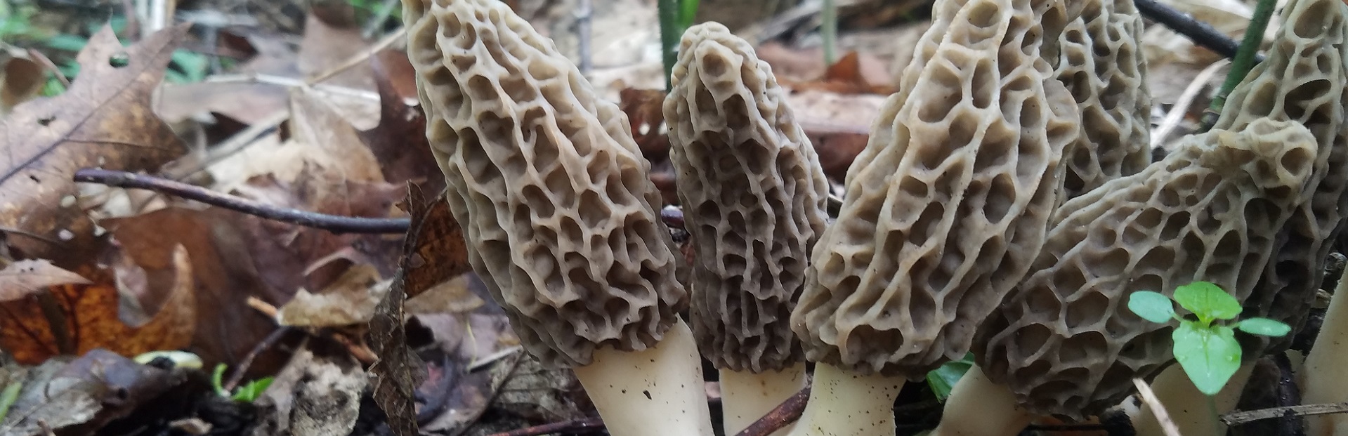 The Great Morel Celebrates