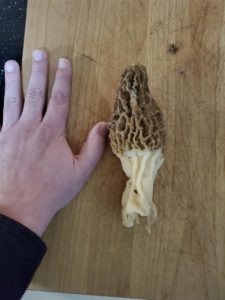 California Morels