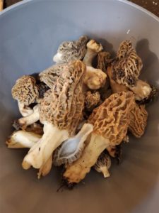 CA Morels