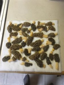 Georgia Morels