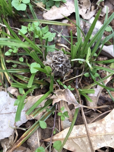 Georgia morel
