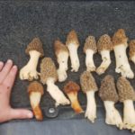 Alabama morels