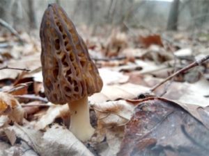 Arkansas morels