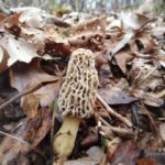 Arkansas morels