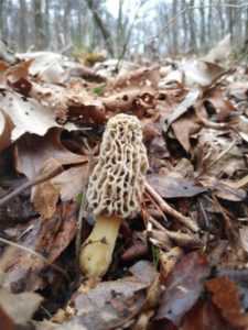 Arkansas morels