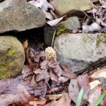 Arkansas Morels