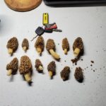 Arkansas morels