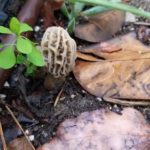 California morel