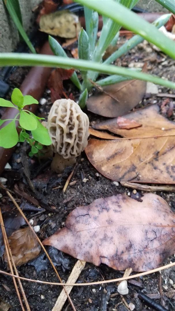 California morel