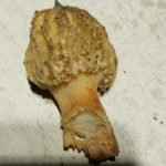 California morel