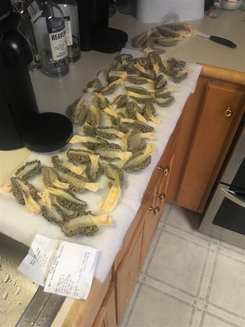 morels