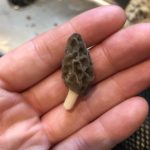 Georgia morels