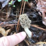 Georgia Morels