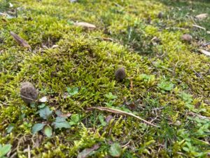 Indiana morels