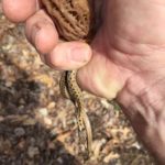 Indiana morels