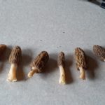 Indiana morels