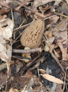 Kentucky morels