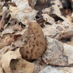 Kentucky morels