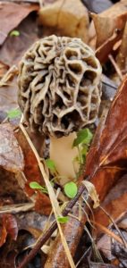 Kentucky morel