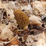 Kentucky morel