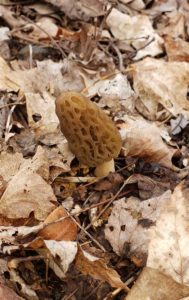 Kentucky morel