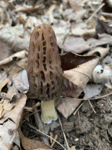 Kentucky morel